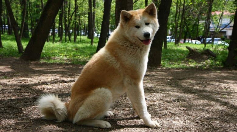 Beautiful Akita Inu dog posing in a public park