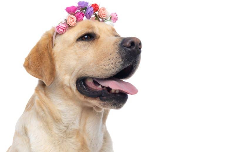 A smiling big Labrador with a flower band