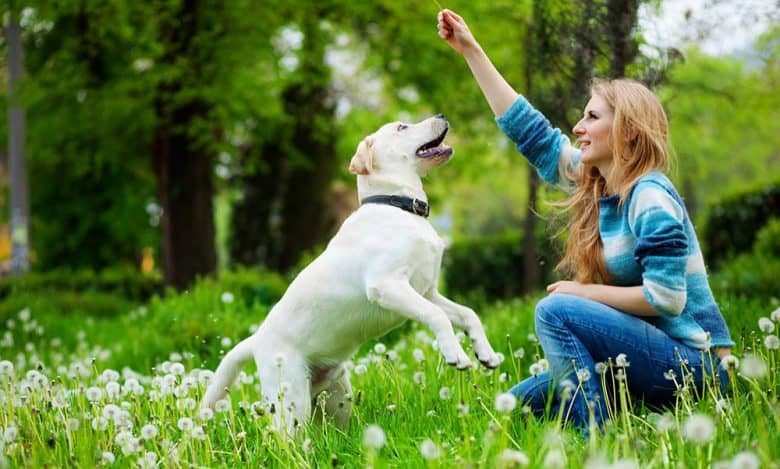 Beautiful woman playing her Labrador Retriever on the meadow