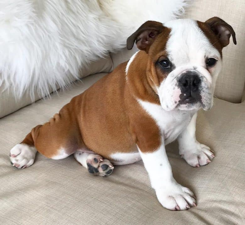 A brown and white Bulldog sitting on a couch