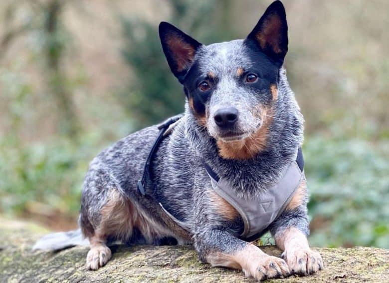 An Australian Cattle dog laying on a log