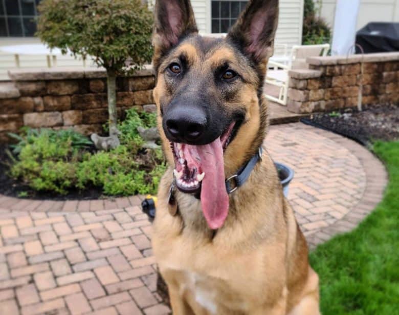 Belgian Malinois German Shepherd mix dog portrait