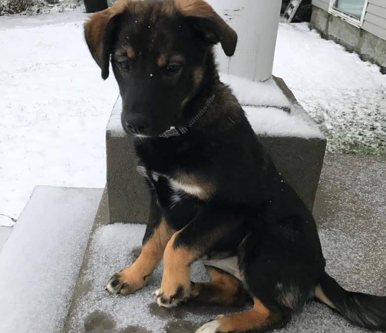 A Berner Dane puppy sitting on the stair