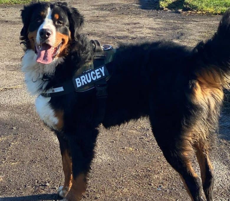 Hip dysplasia bernese mountain deals dog