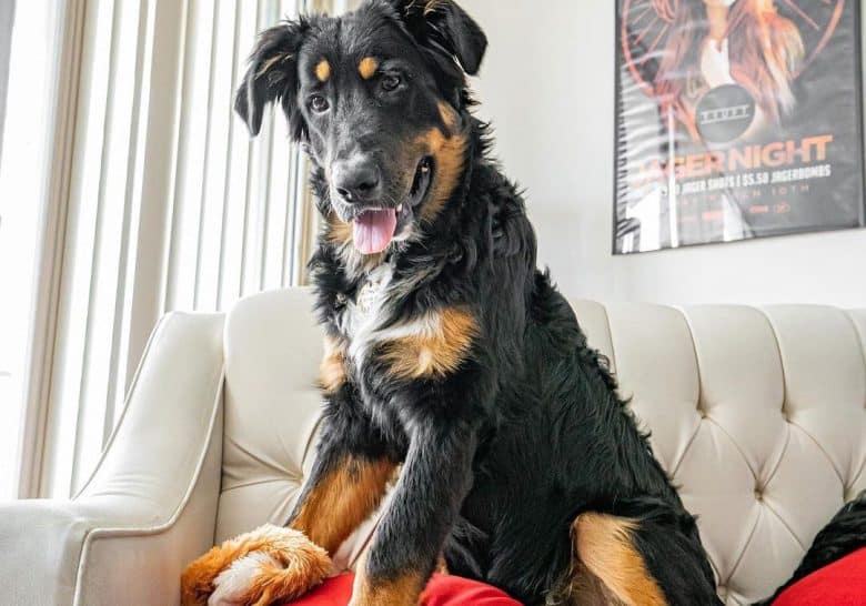 Bernese Mountain Dog German Shepherd mix dog sitting on a sofa