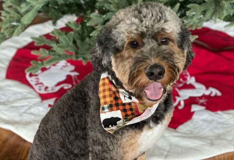 Bernese Mountain Dog Poodle mix dog in new haircut