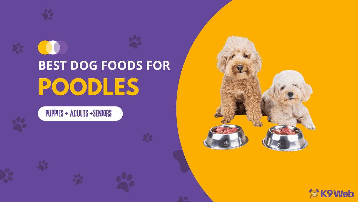 Best Dog Food for Poodle Review