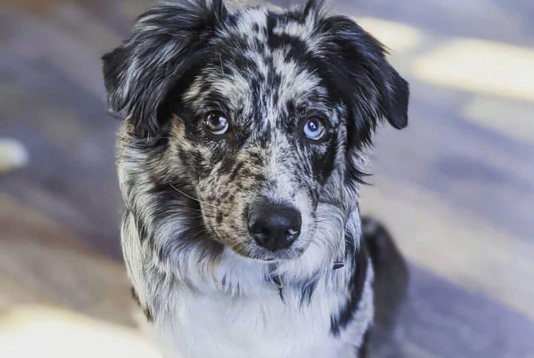 Bi-colored blue merle Aussie dog portrait