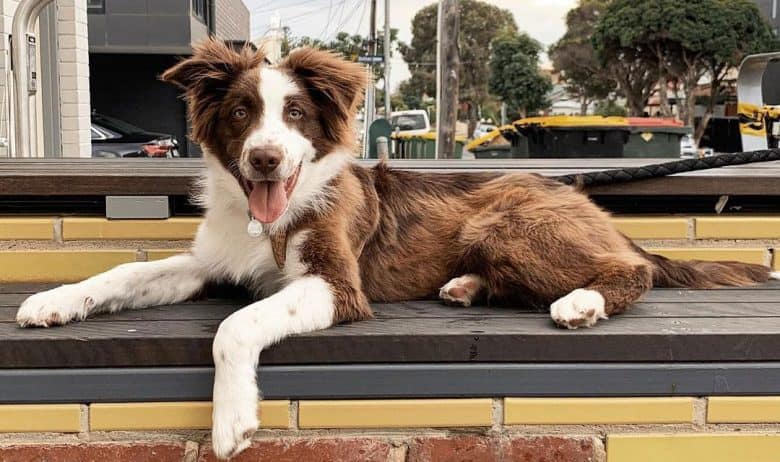 Bi-colored red Australian Shepherd dog lying on outside bench