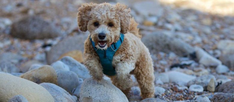 Bichon Poodle mix dog walking at the rocky surface