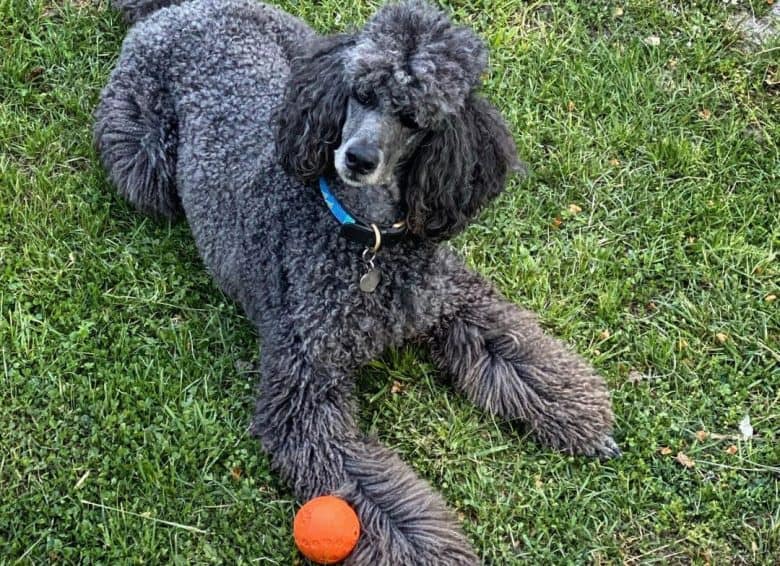Big blue Poodle dog lying outside playing a ball