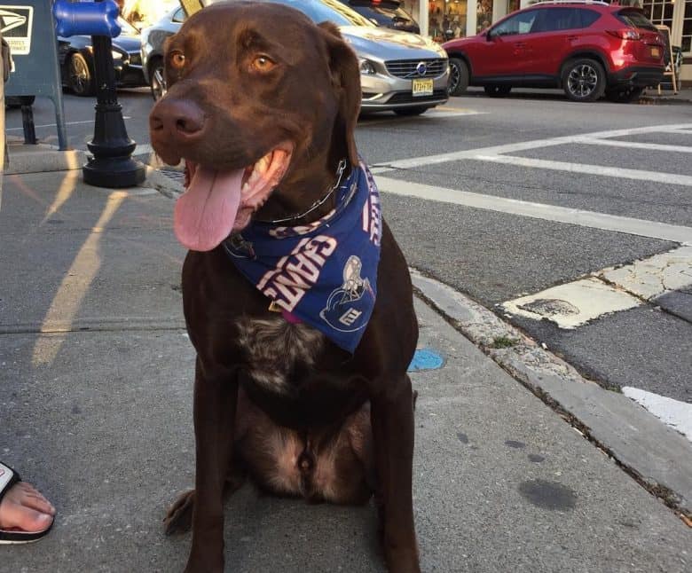 A brown Chocolate Lab German Short Haired Pointer mix wearing a blue scarf