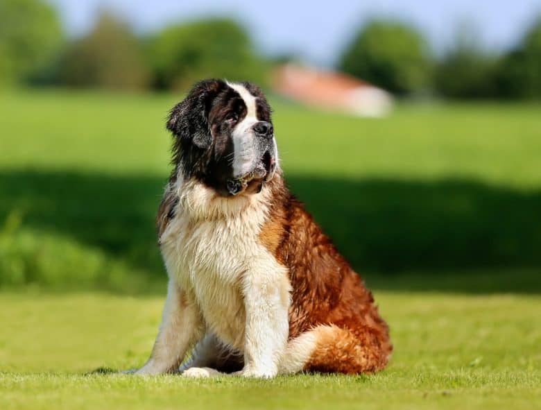 A big St. Bernard sitting on the grass