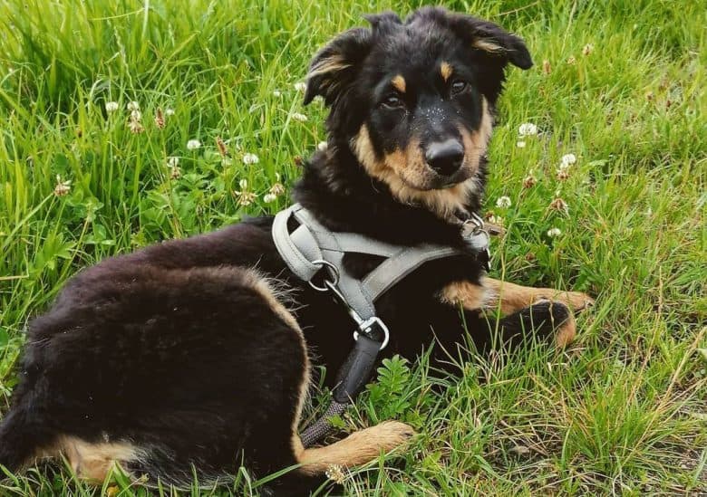 Black and tan Australian Shepherd dog lying on the grass