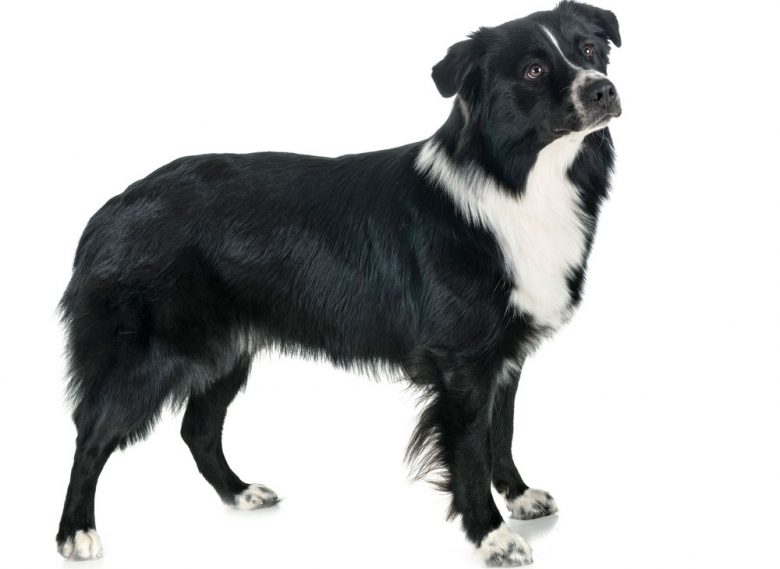 Black and white Australian Shepherd dog portrait