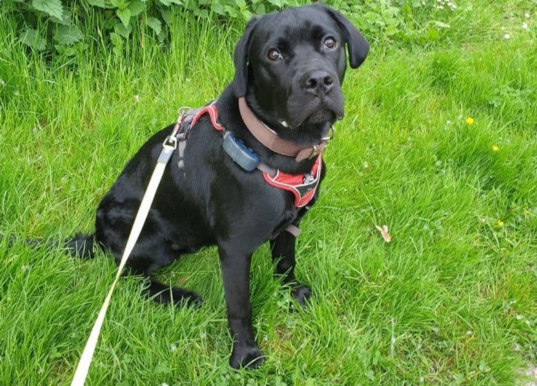 A black Boxador wearing a red body harness and sitting on the grass