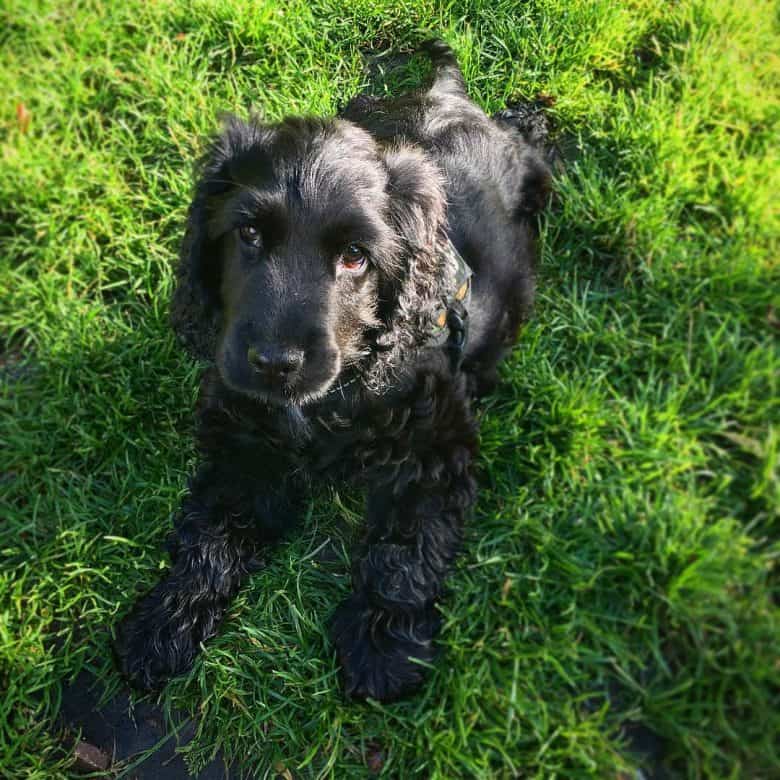 A handsome black Cocker Spaniel on grass