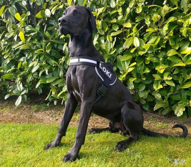 A black Doberdane wearing a black harness