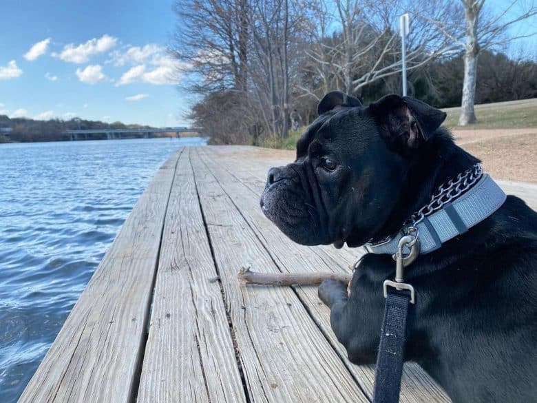 A black English Bullypit looking over water while laying on wooden bridge