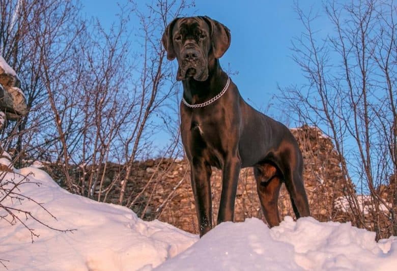 A black Great Dane standing on mountain of snow
