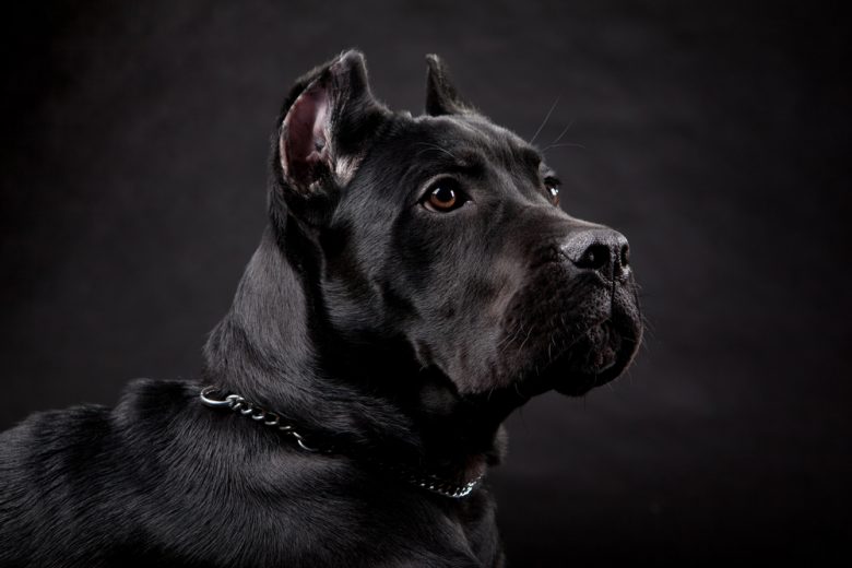 A portrait of a black Italian Mastiff
