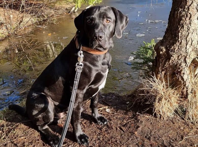 A shiny black Labradane sitting near a lake