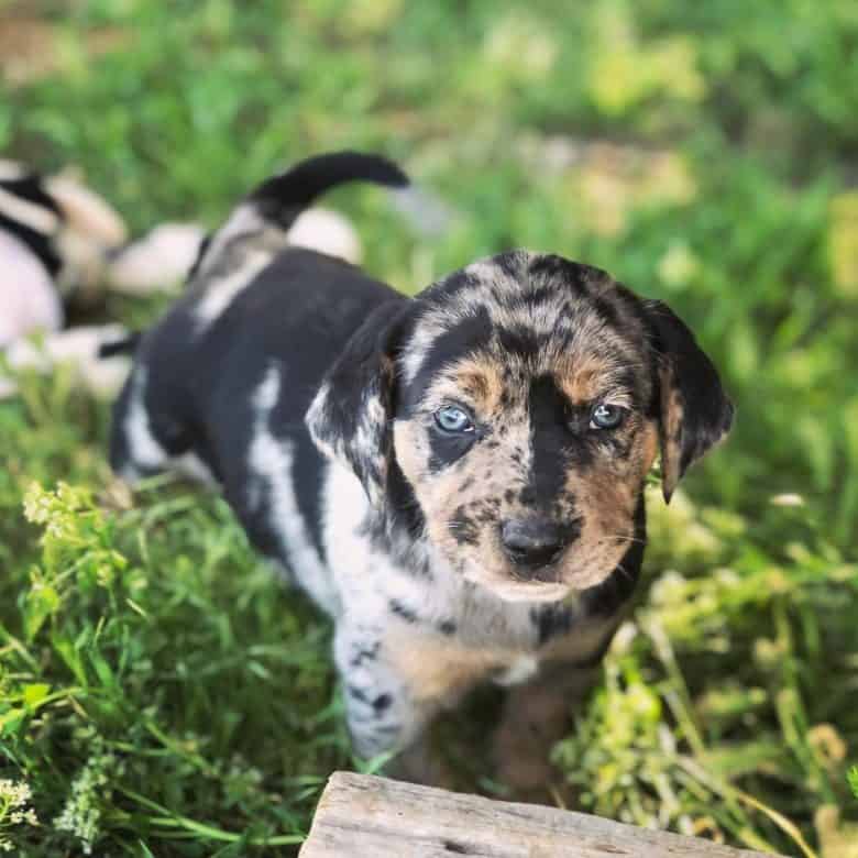 A Black Mouth Cur Catahoula mix puppy standing on the grass