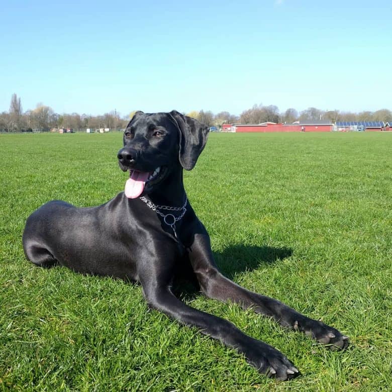 A smiling black Ridgemaraner on field