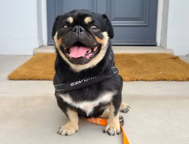 A black and tan Pug sitting on the front porch