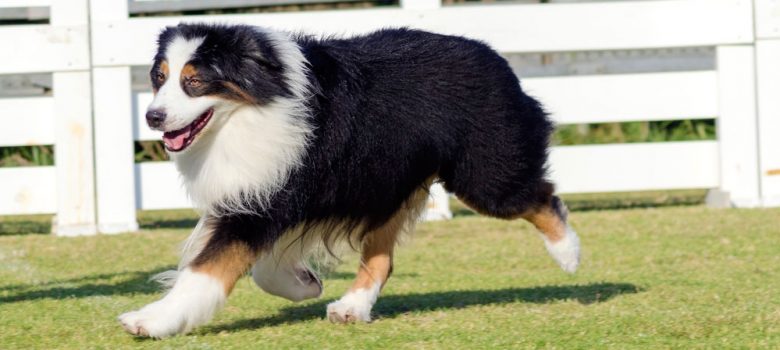 Black tri-colored Australian Shepherd dog walking on a field