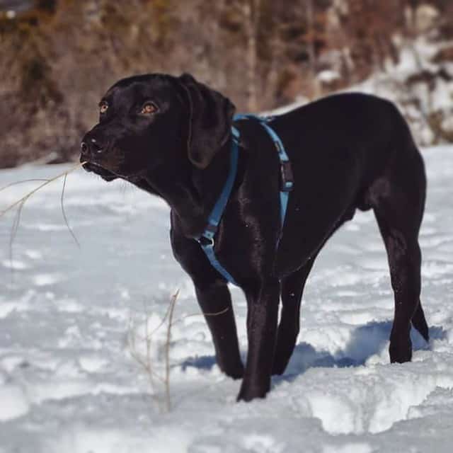 A stark black Weimarott walking on the snow