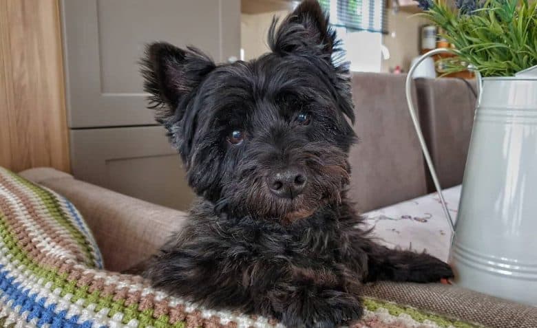 Black yorkie best sale mix