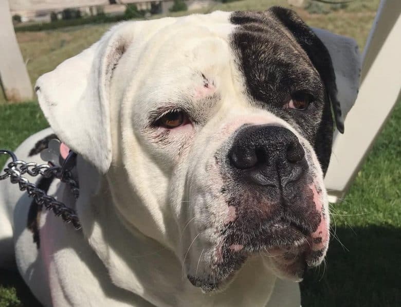 Close-up image of a Boxmas dog