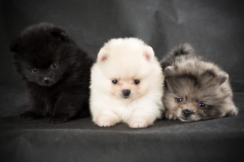 three Pomeranians of different colors laying down