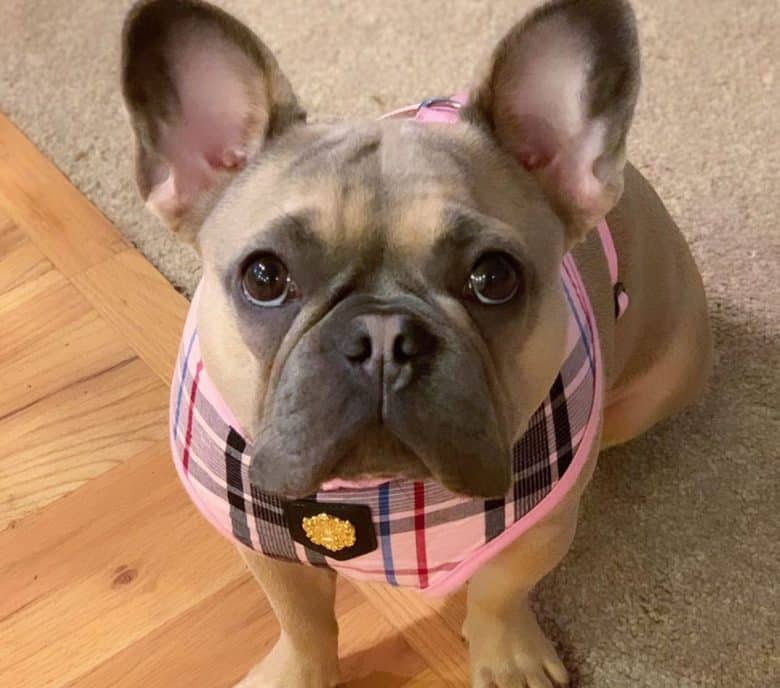 Blue and fawn French Bulldog portrait