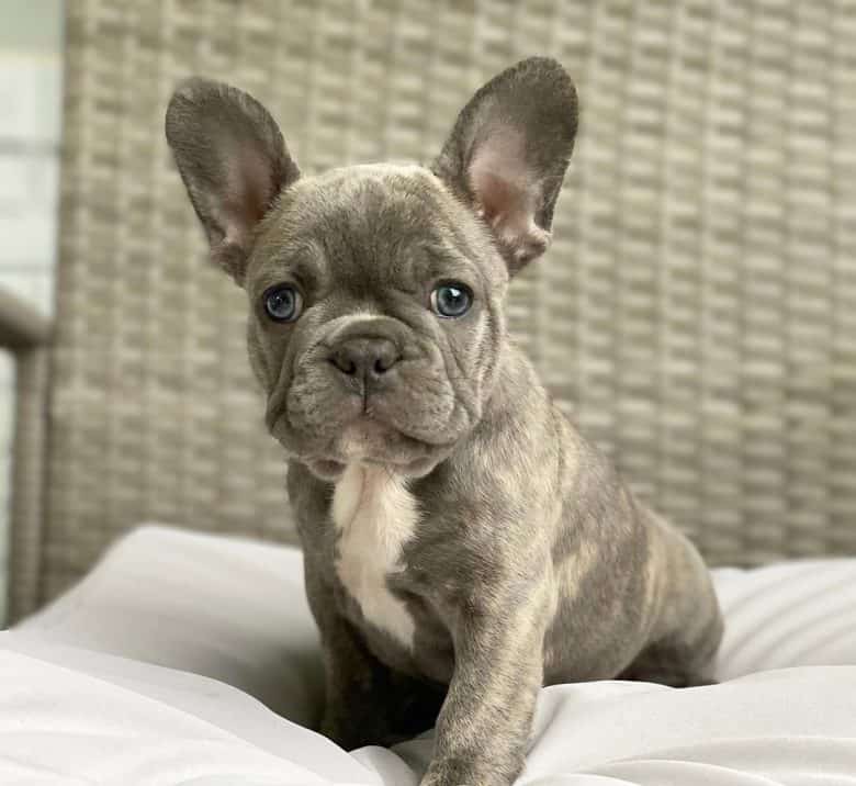 A Blue Brindle French Bulldog puppy with bat ears