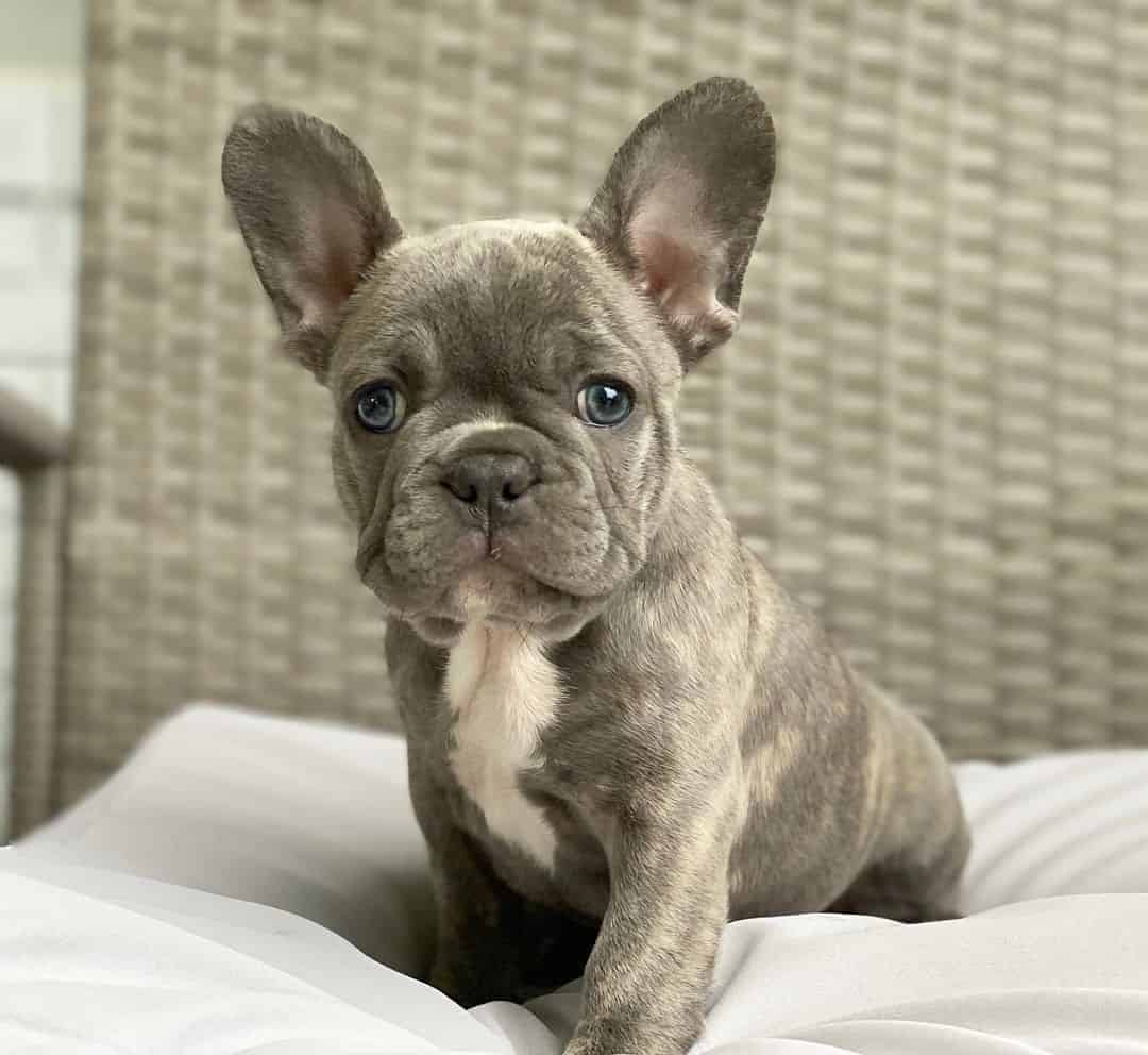 Why is the Blue French Bulldog So Special? - K9 Web