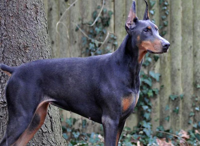 The Blue Doberman: How to care for the Tax Collector’s Dog - K9 Web