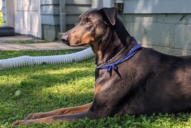 Blue Doberman dog chilling on the grass outside