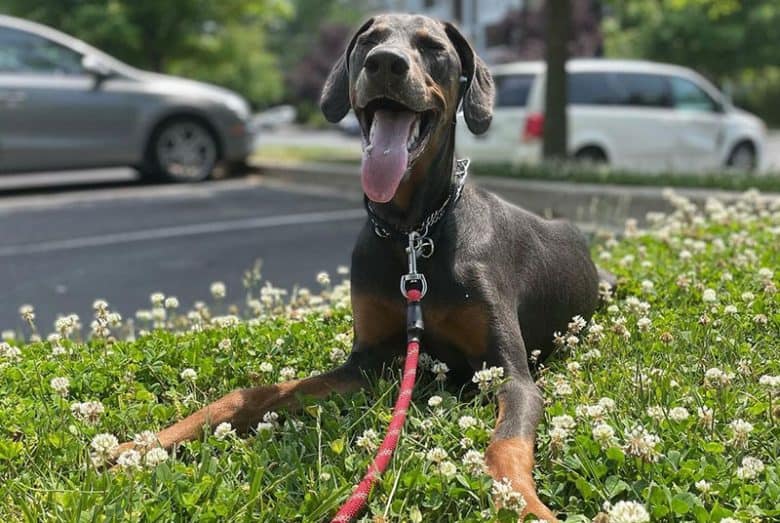 Blue Doberman dog lying and panting over the spring flowers