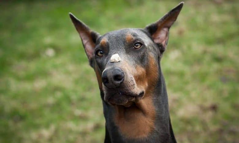 A patient Blue Doberman waiting for his treat