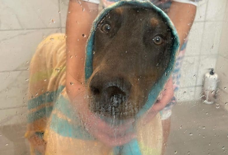 A clean Blue Doberman drying after a bath