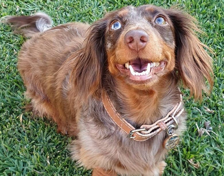 A hairy Dapple Dachshund looking up adorably while sitting on the grass 