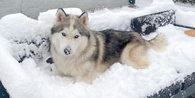 A Siberian Husky laying in a bench filled with snow