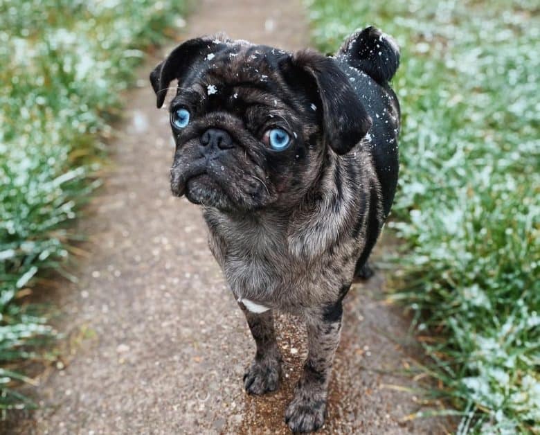 Ein fabelhafter Merle Mops auf einem Garten