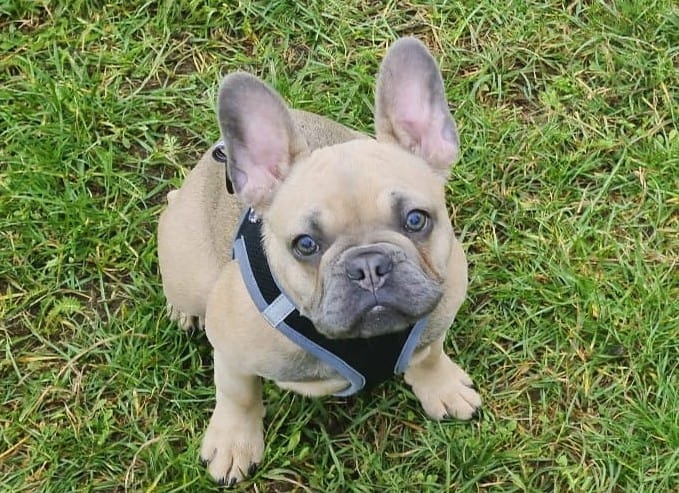 A Blue Fawn French bulldog on the grass