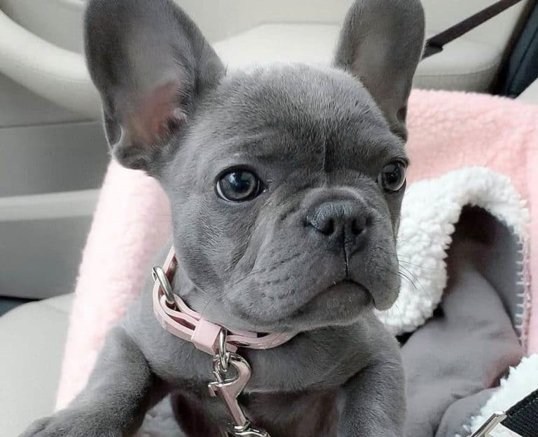 French Bulldog Colors The Standard & Rare Frenchie Coat Colors K9 