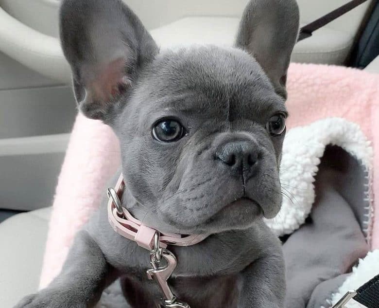 blue french bulldog