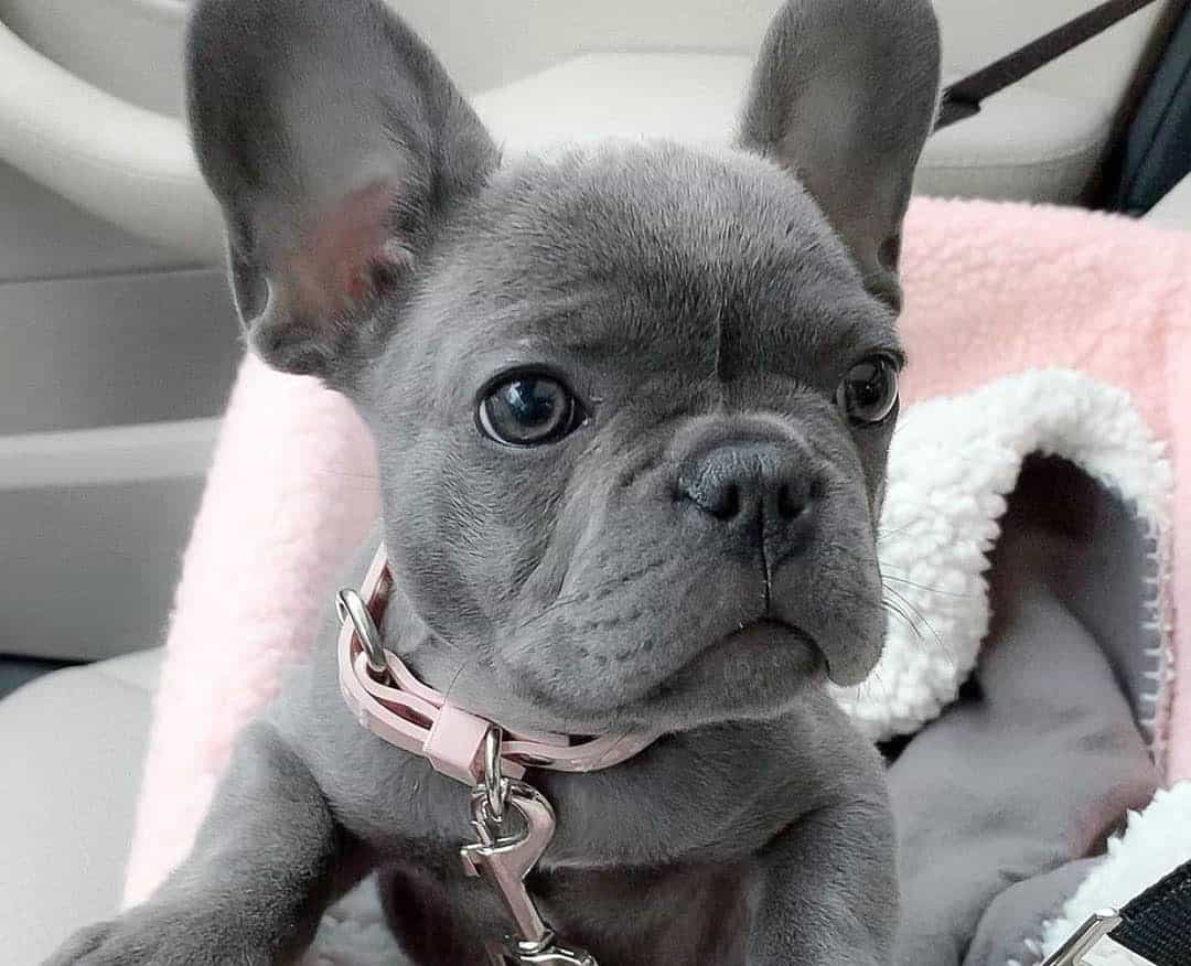 What do you know about French Bulldog colors? K9 Web