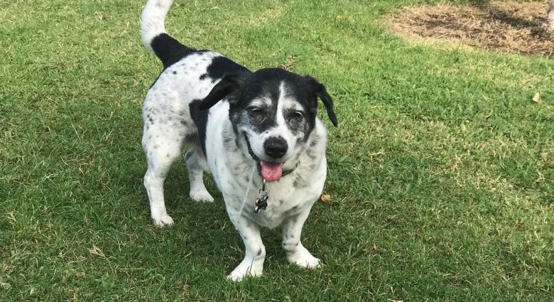 Blue Heeler Basset Hound mix dog standing on the grass